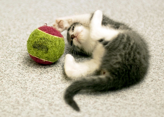 Train your cat to play catch the ball